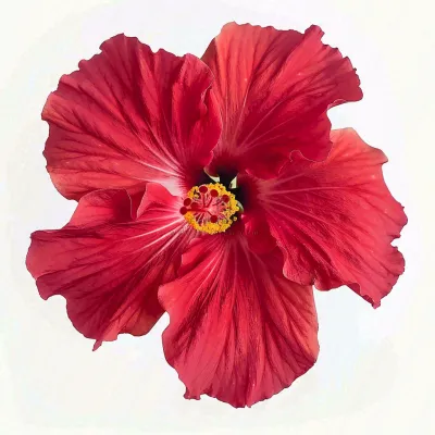 芙蓉花鲜花摄影图