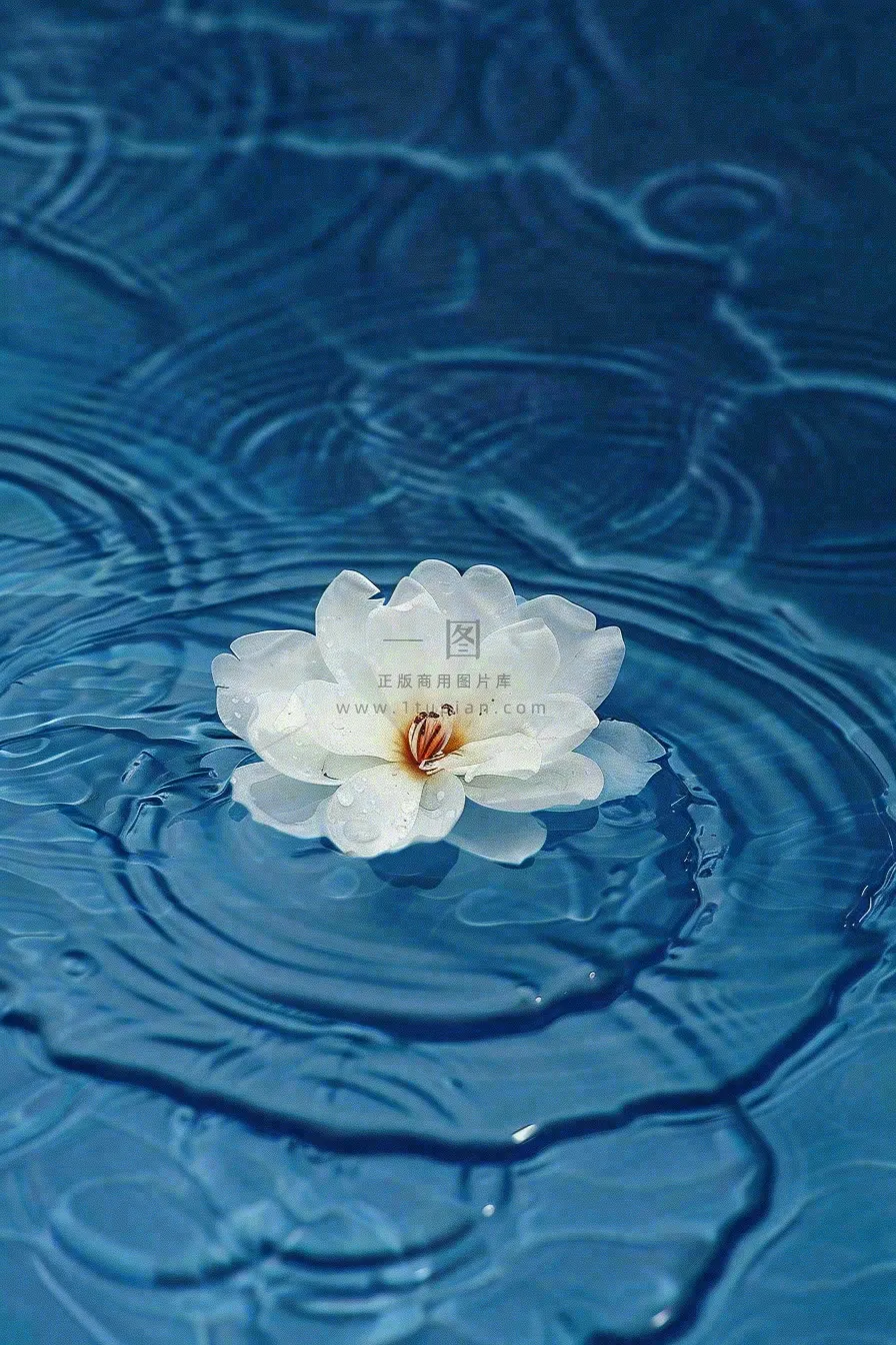 下雨天掉落在蓝色水面的白色花朵清新淡雅雨水处暑寒露摄影图