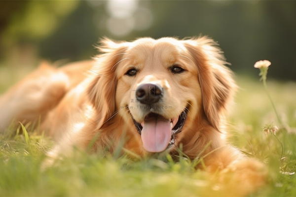 金毛宠物狗趴着公园草坪休息摄影图