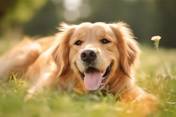 金毛宠物狗趴着公园草坪休息摄影图