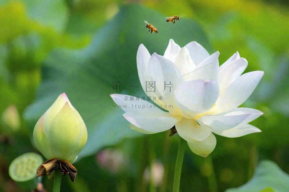 夏日池塘白荷花荷叶蜜蜂采蜜夏至大暑小暑处暑摄影图