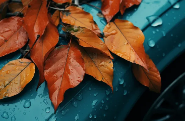 秋天落叶公路道路上摄影图