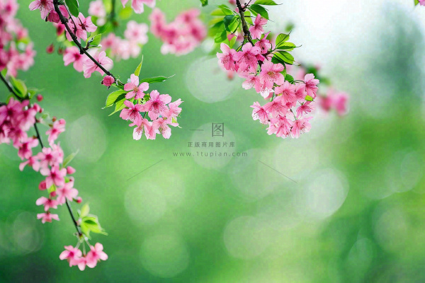 立春粉色花朵树枝绿色背景春分惊蛰摄影图