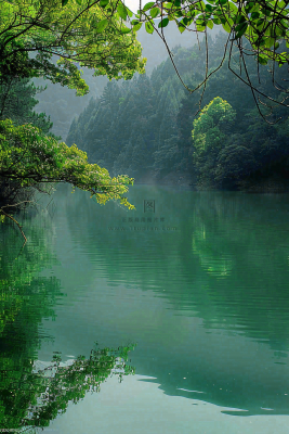 森林湖泊岸边的植物大树风景摄影图