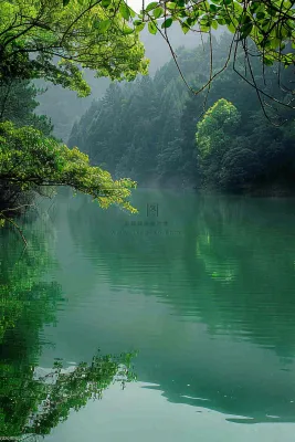 森林湖泊岸边的植物大树风景摄影图