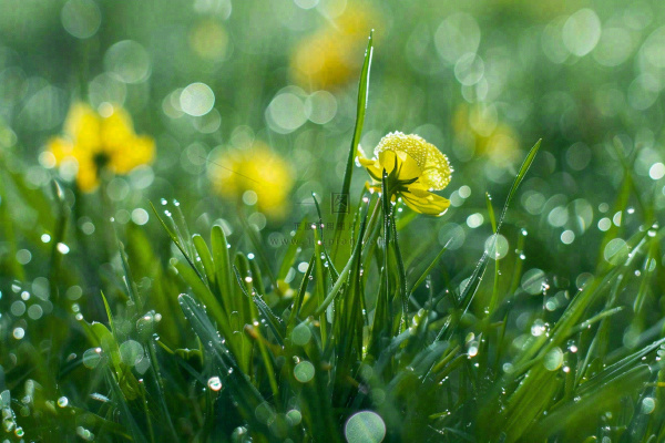 春天草丛里盛开的小黄花清晨露珠雨水谷雨摄影图