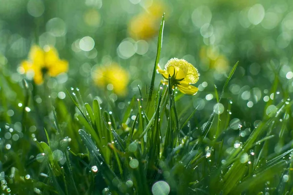 春天草丛里盛开的小黄花清晨露珠雨水谷雨摄影图