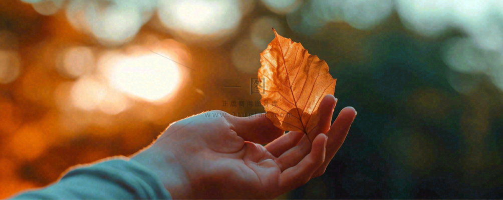 秋天手拿秋叶落日光照,温馨特写,立秋秋分摄影图 秋天手拿秋叶落日光照,温馨特写,立秋秋分摄影图