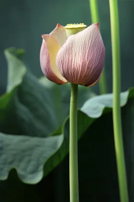 荷花绿色简约意境节气海报背景 荷花绿色简约意境节气海报背景