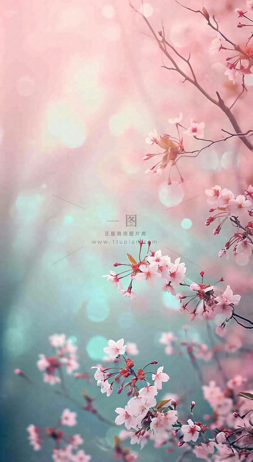 春天唯美清新白色鲜花樱花，文艺新鲜浪漫情人节摄影图