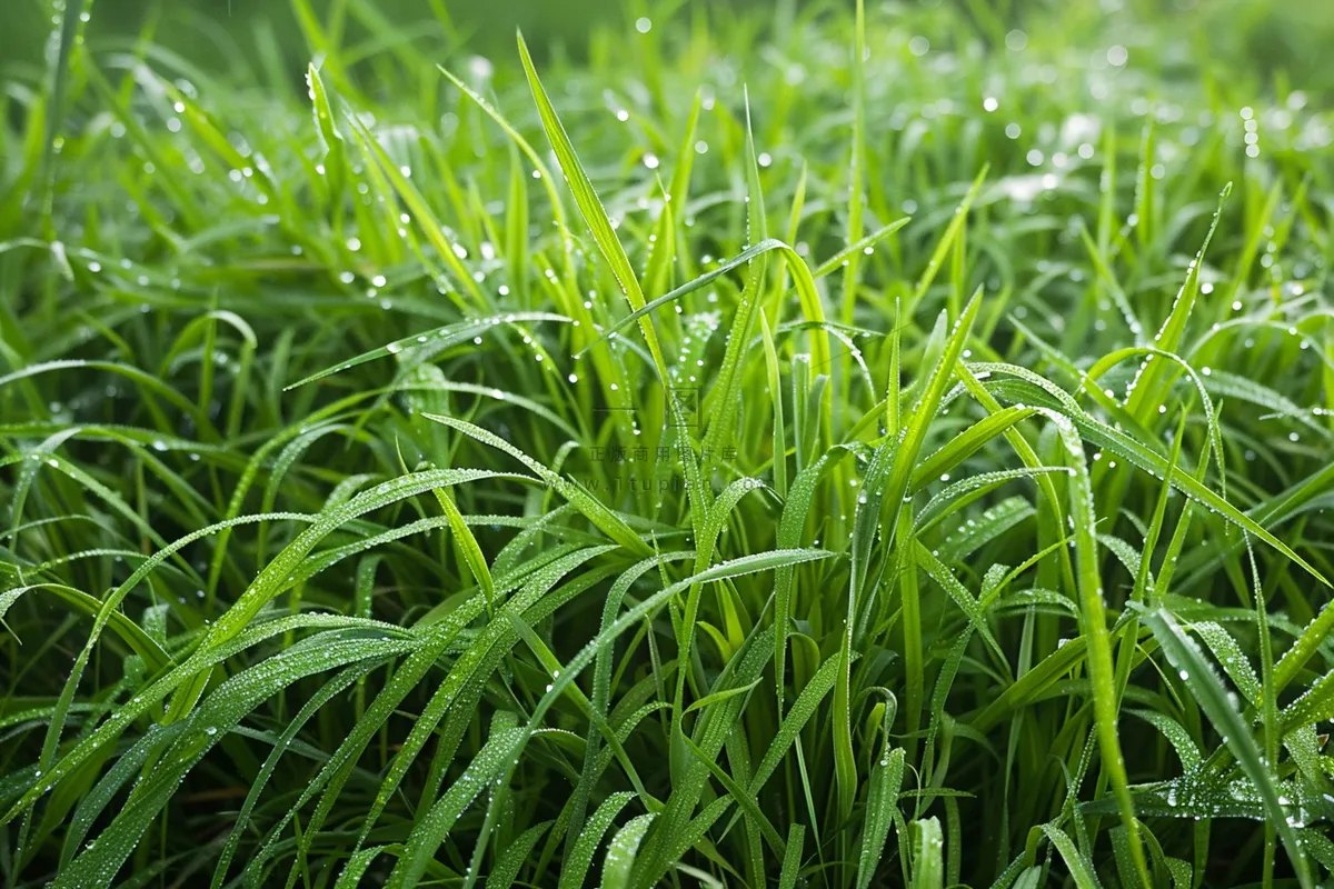 春天梅雨季的草地嫩草露珠摄影图