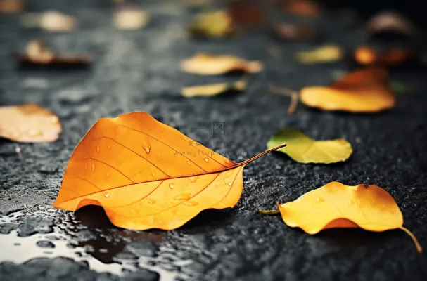 秋天下雨天掉落地上的黄叶枯叶摄影图