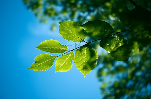 聚焦拍摄绿色的树叶仰拍摄影摄影图桌面壁纸
