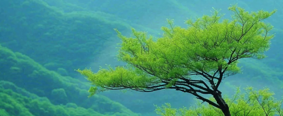 绿色树冠，绿色森林山脉，春天摄影图