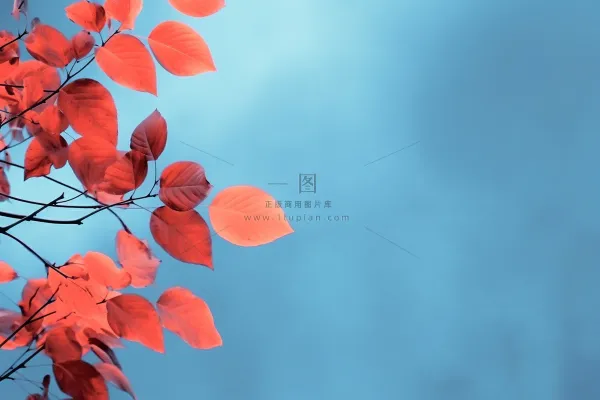 红叶大气简约蓝色背景 红叶大气简约蓝色背景