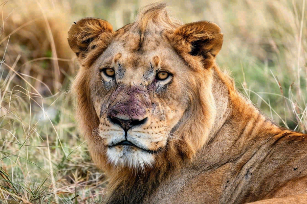 狮子动物非洲草原保护动物摄影图