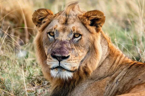狮子动物非洲草原保护动物摄影图