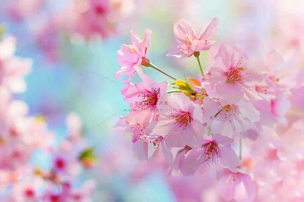 春天粉色樱花唯美风景春分立春惊蛰摄影图