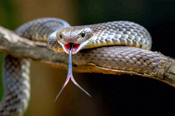 蛇盘踞在树枝上爬行动物摄影图