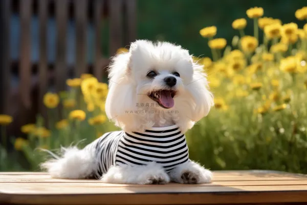 白色泰迪狗趴着木椅是玩耍黄花摄影图