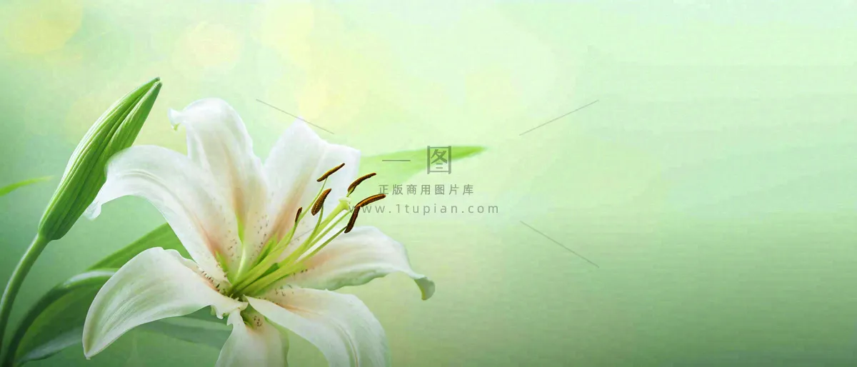 白色鲜花百合花鲜花意境简约，教师节淡雅摄影图