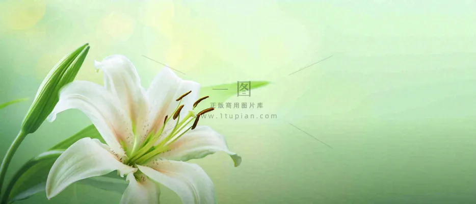 白色鲜花百合花鲜花意境简约,教师节淡雅摄影图 白色鲜花百合花鲜花意境简约,教师节淡雅摄影图