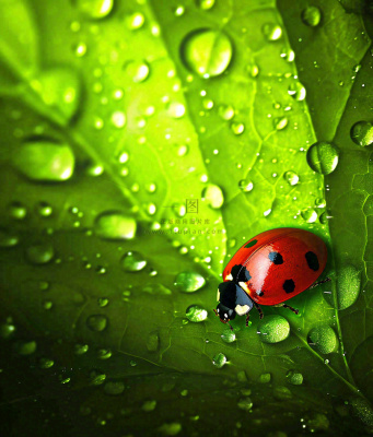 春天夏天七星瓢虫动物昆虫在绿叶上,谷雨立夏夏至小暑摄影图 春天夏天七星瓢虫动物昆虫在绿叶上,谷雨立夏夏至小暑摄影图
