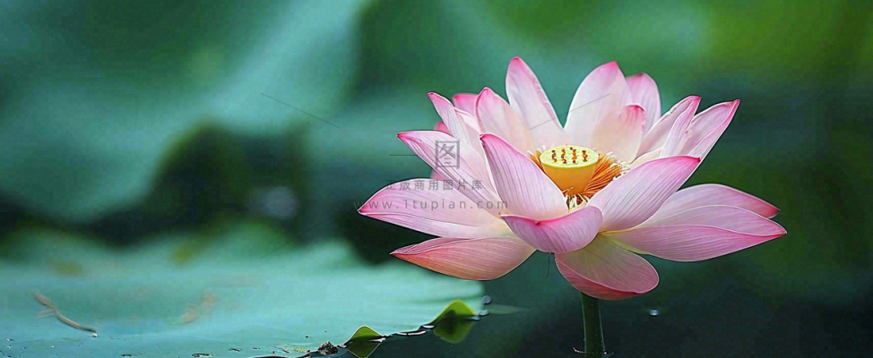 夏天荷塘盛开荷花荷叶绿色清新,夏至立夏大暑小暑处暑摄影图 夏天荷塘盛开荷花荷叶绿色清新,夏至立夏大暑小暑处暑摄影图