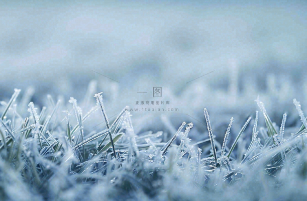 草地上绿叶雾凇泛白霜降摄影图 草地上绿叶雾凇泛白霜降摄影图