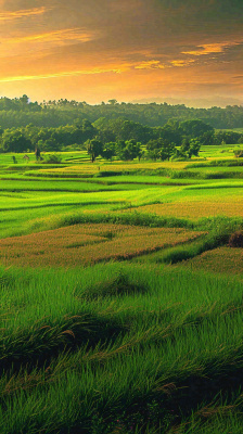 春天落日温馨稻草水稻农田种植，小满芒种摄影图