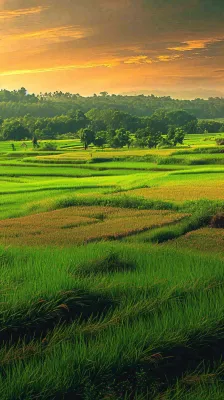 春天落日温馨稻草水稻农田种植，小满芒种摄影图