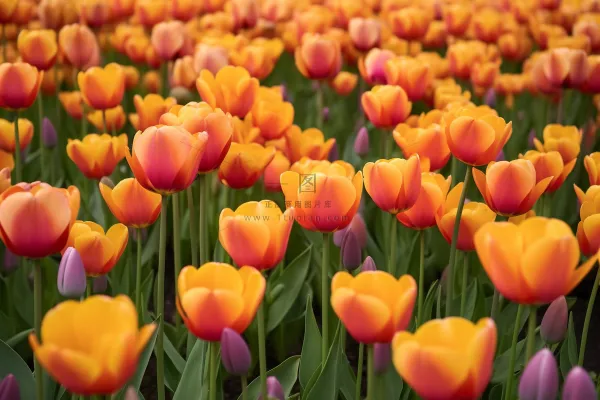 公园的郁金香摄影图