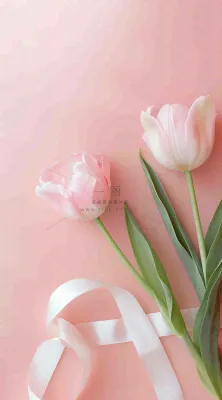 粉色郁金香花束母亲节送花摄影图