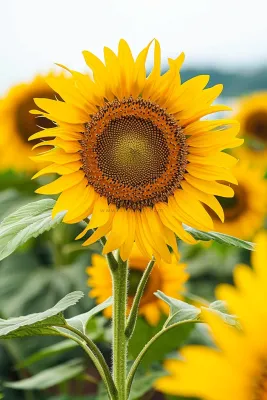 向日葵向阳鲜花摄影图