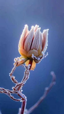 冬天白霜覆盖的植物立冬霜降小雪大雪冬至摄影图