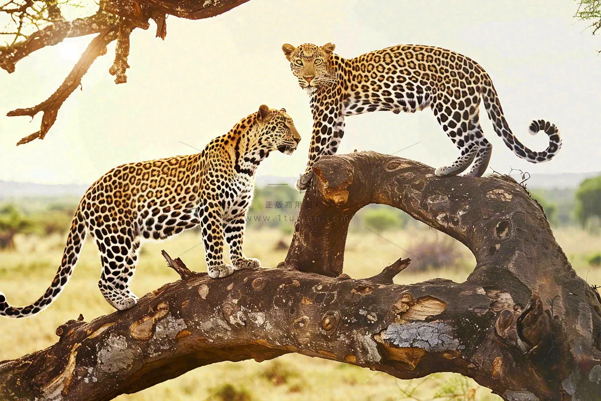 树干上的猎豹保护动物摄影图