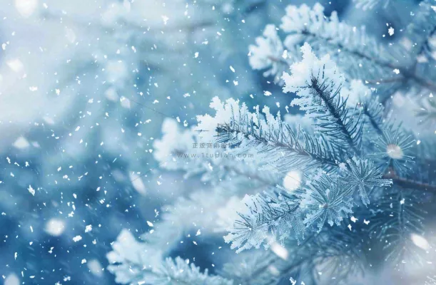 冬天松树上挂满了白雪雾凇立冬霜降冬至大雪摄影图