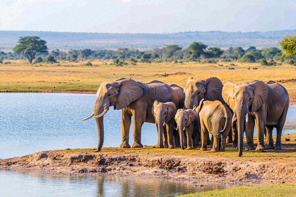 非洲大草原大象象群野生动物保护动物摄影图