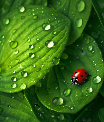 春天夏天七星瓢虫动物昆虫在绿叶上,谷雨立夏夏至小暑摄影图 春天夏天七星瓢虫动物昆虫在绿叶上,谷雨立夏夏至小暑摄影图