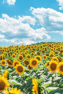 向日葵向阳鲜花摄影图