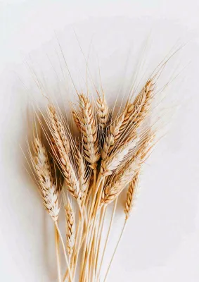 秋天小麦麦穗粮食芒种立秋秋分摄影图