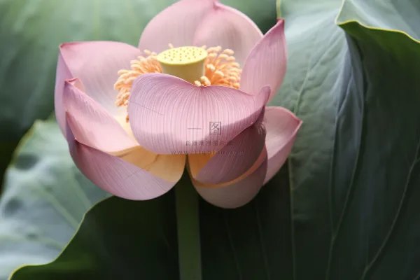 绿色简约节气清新意境背景 绿色简约节气清新意境背景