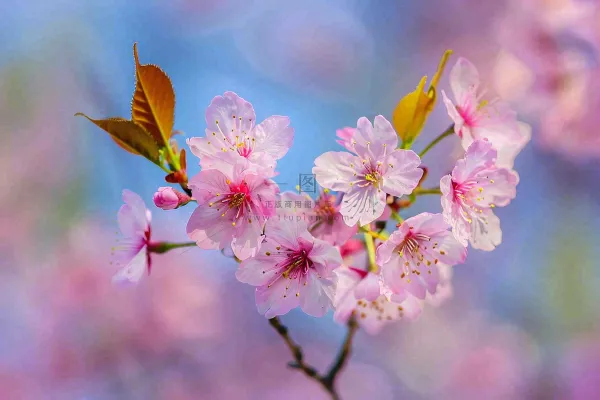 春天粉色樱花唯美风景春分立春惊蛰摄影图 春天粉色樱花唯美风景春分立春惊蛰摄影图