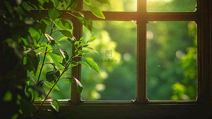 窗台上的植物阳光斑驳立夏摄影图