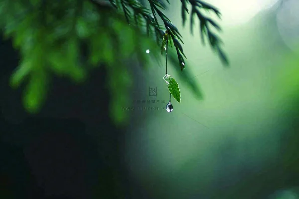 绿色树林里面下雨过后的松枝挂着水滴摄影图