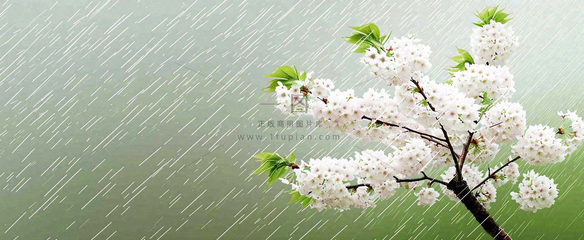 春天下雨花朵谷雨,惊蛰,雨水摄影图