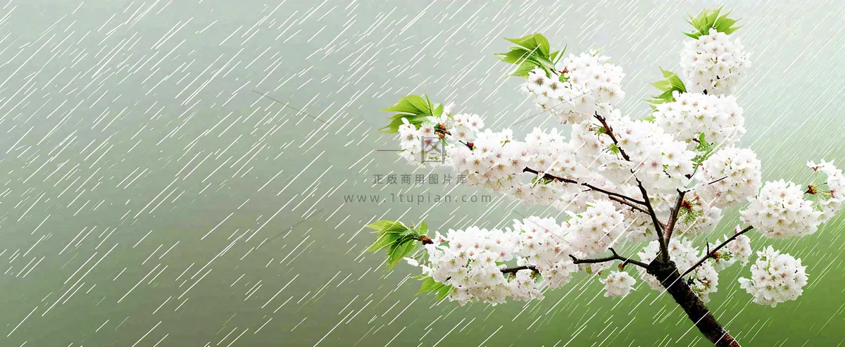 春天下雨花朵谷雨，惊蛰，雨水摄影图