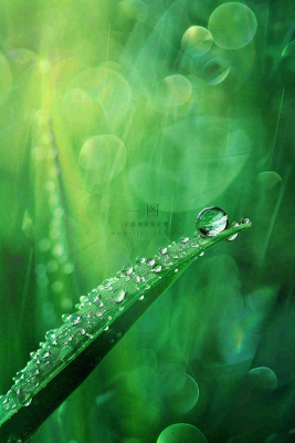春天绿色叶子是的雨滴露珠雨水谷雨春分摄影图 春天绿色叶子是的雨滴露珠雨水谷雨春分摄影图