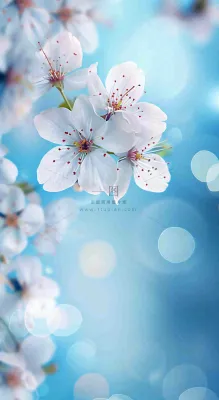 春天清新白色鲜花树枝,文艺新鲜浪漫摄影图 春天清新白色鲜花树枝,文艺新鲜浪漫摄影图