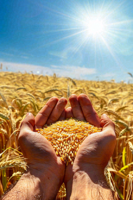 金黄的稻田手捧粮食珍惜粮食芒种世界粮食日摄影图 金黄的稻田手捧粮食珍惜粮食芒种世界粮食日摄影图